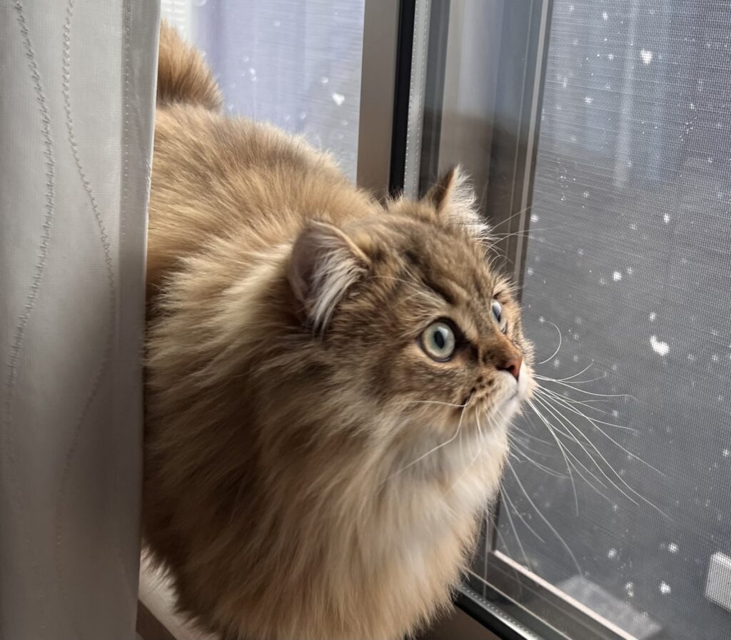 冬の窓際にいる猫。コールドドラフト現象による寒さはペットのストレス原因になります。