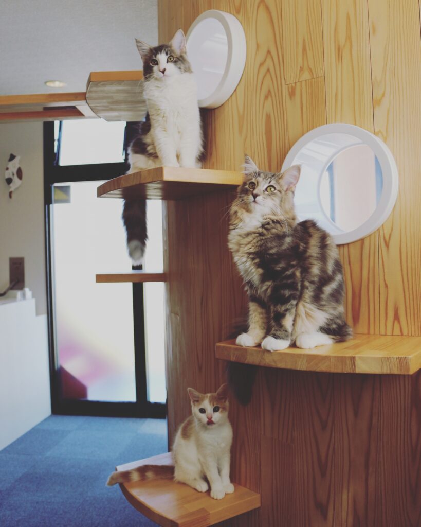 キャットステップの基本のイメージ画像
