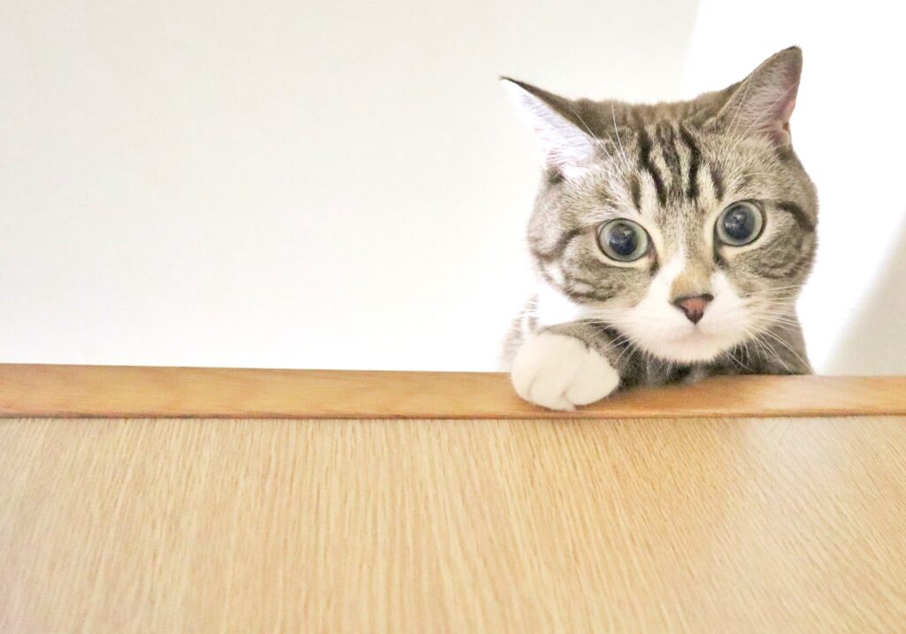 なぜ猫の脱走は危険?飼い主が知るべきリスクのイメージ画像