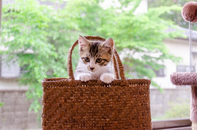 猫の脱走原因と予防策:飼い主ができることのイメージ画像