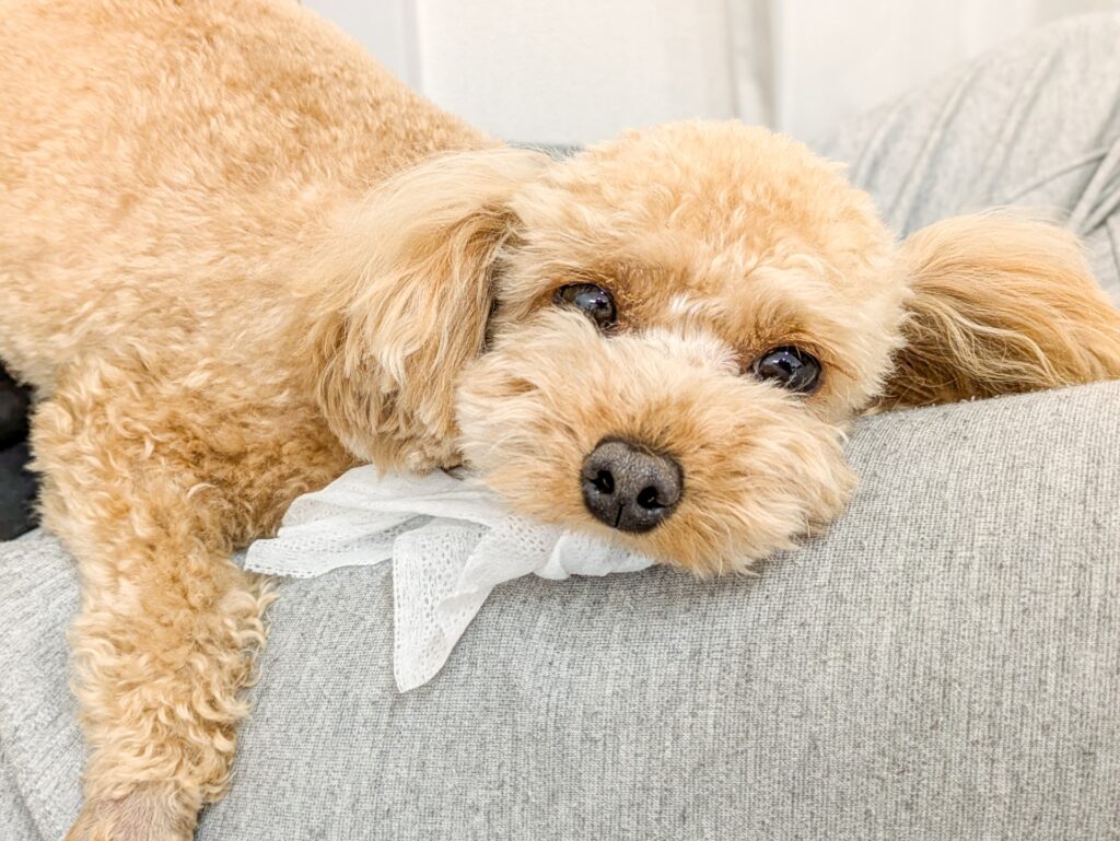 pet-accidental-ingestion1
