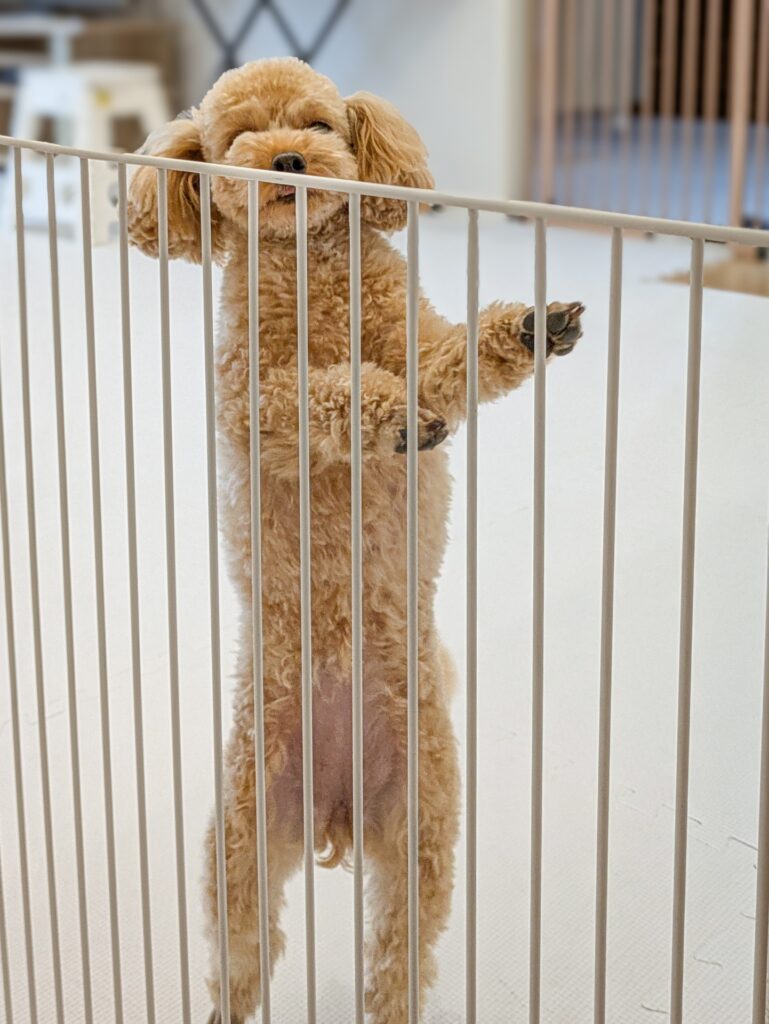 pet-accidental-ingestion2