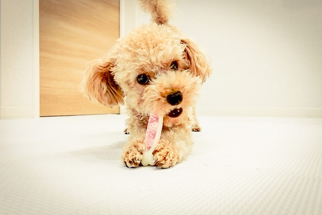 pet-accidental-ingestion3