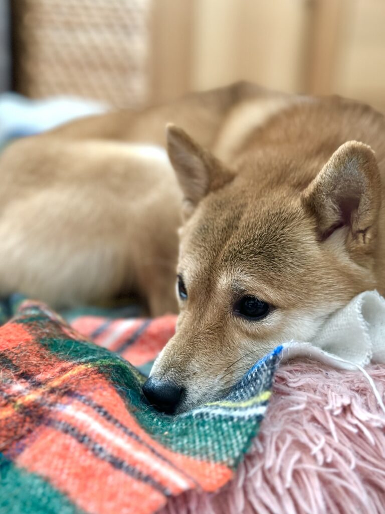 pet-ales-shikkui1_20251110