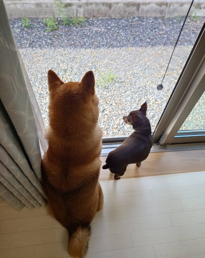 pet-ales-shikkui2_20251110