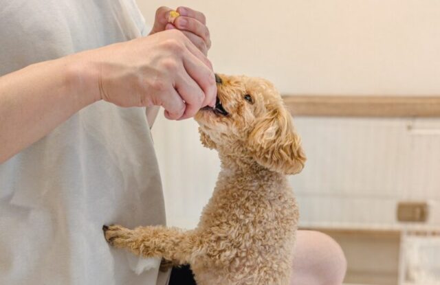 pet-flooring1_20251024