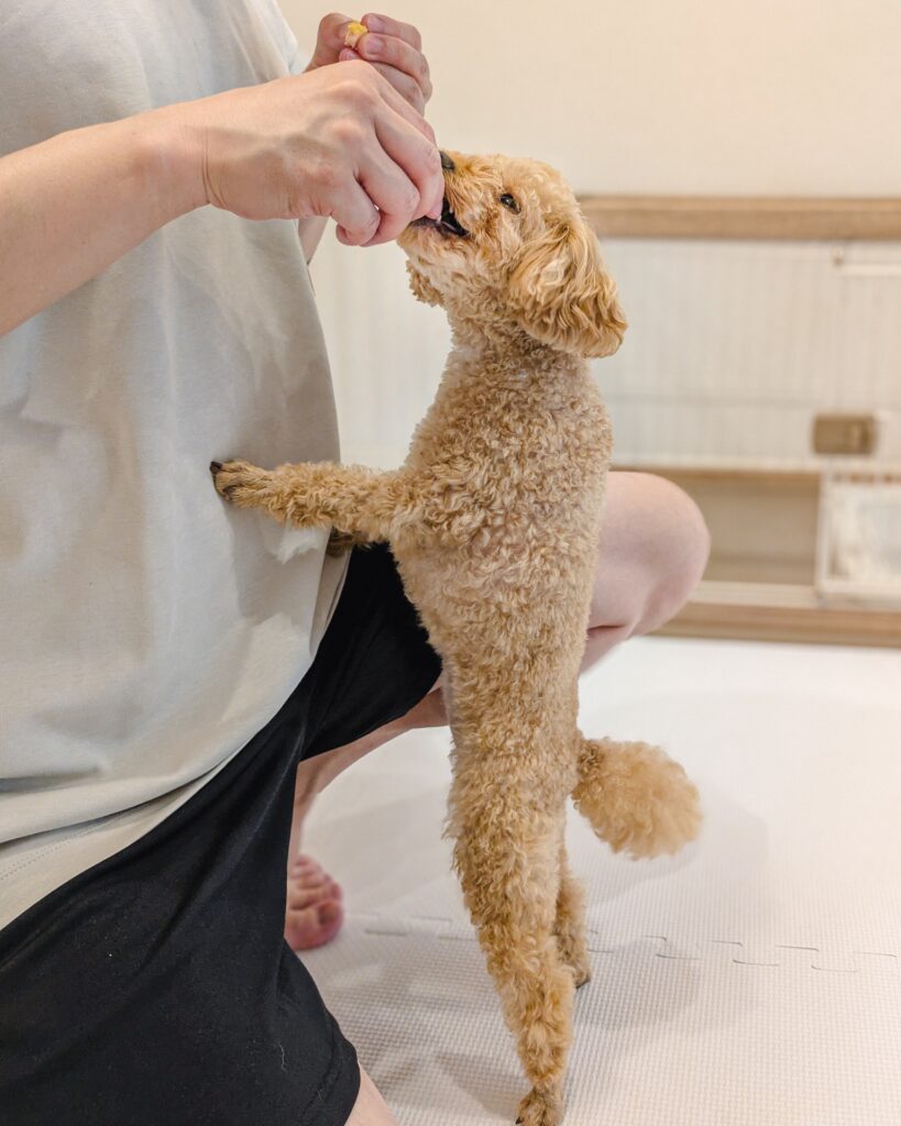 pet-flooring1_20251024