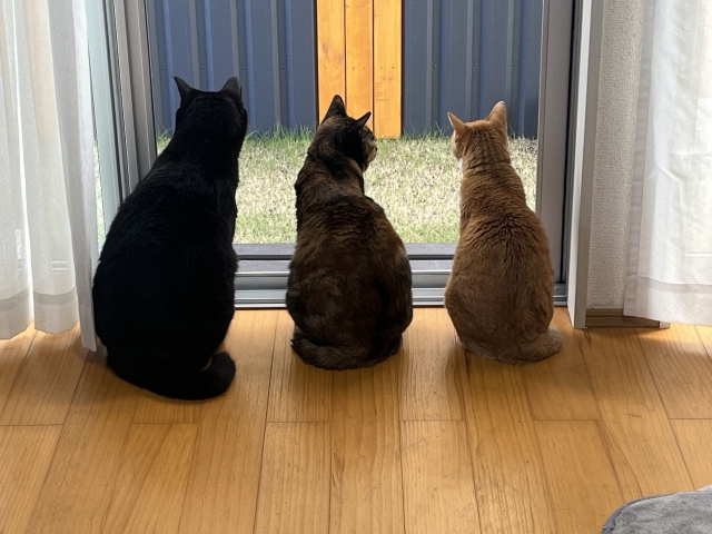 pet-risk-idea1_250729