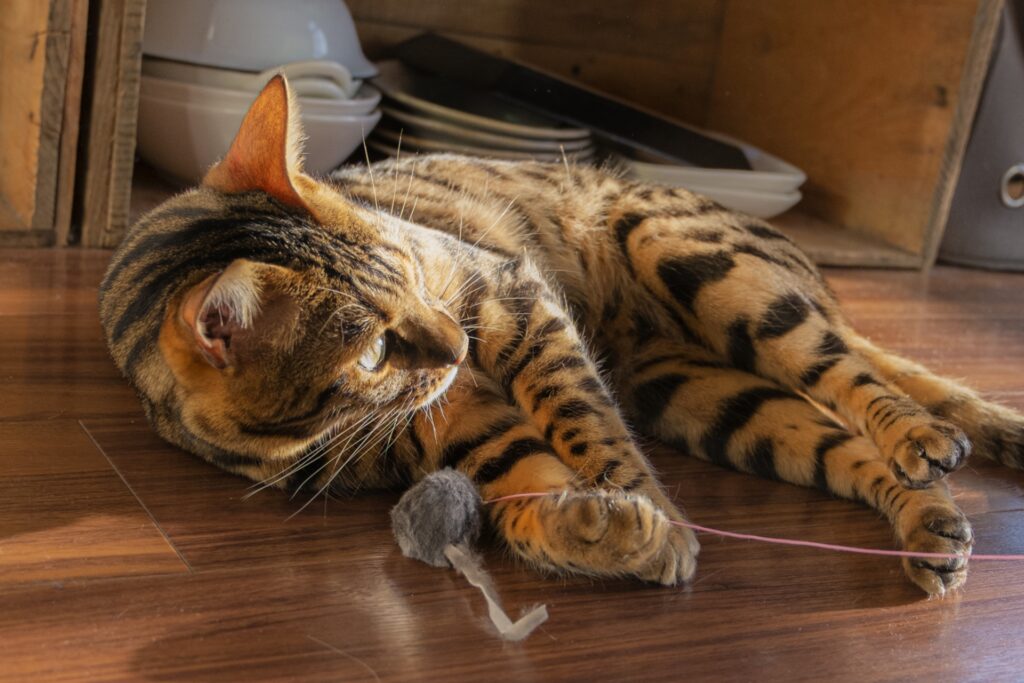 pet-storage1_20251007