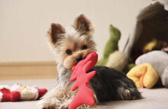 pet-storage2_20251007