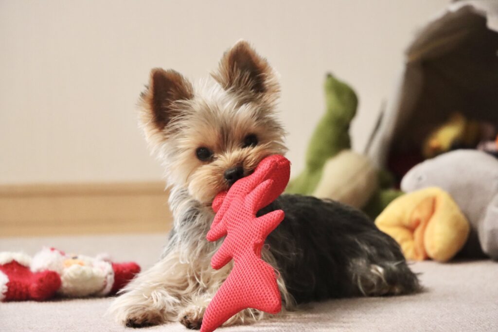 pet-storage2_20251007