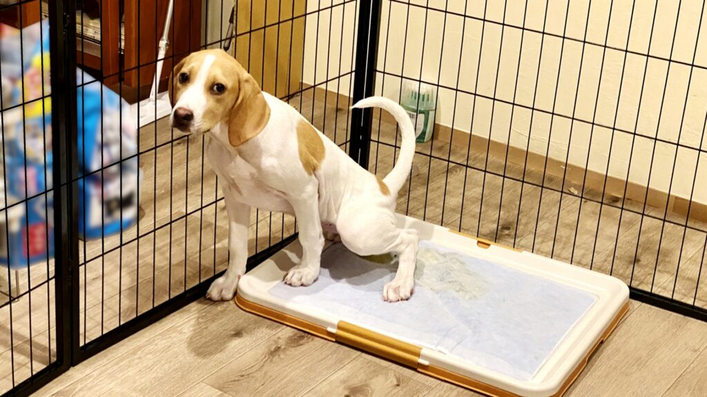 pet-toilet1