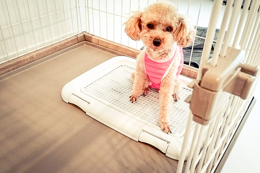 pet-toilet3