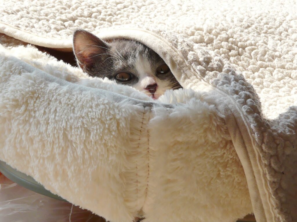 窓から冷たい空気が床に流れるコールドドラフト現象。ペットが冬の窓際を嫌がる原因